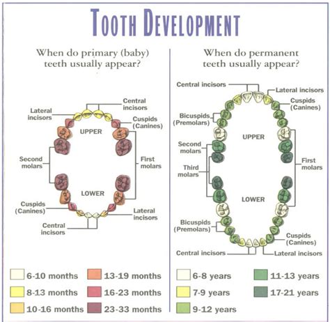 Symbolism of Baby Teeth Growth in Relation to Personal Growth and Development