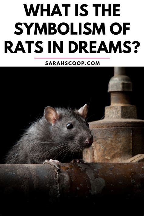 Symbolism of Rats in Dreams