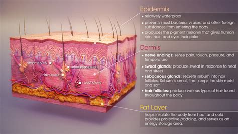 Taboos and Controversies Surrounding the Consumption of Dermis