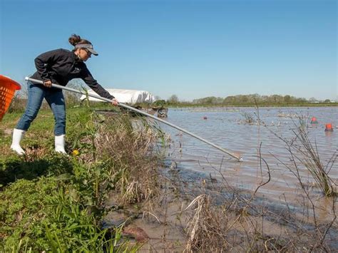 Tackling Common Challenges Faced During Crawfish Excursions