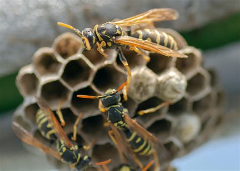 Tactics for Managing and Preventing Wasp Infestations