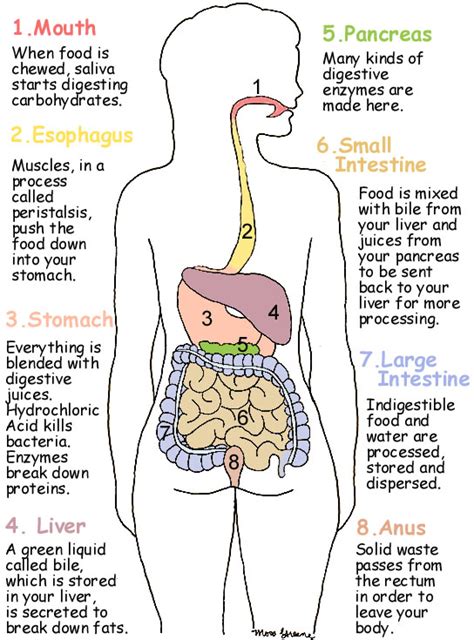 Taking Action: Strategies for Addressing the Unintended Outcomes of a Rapidly Digesting Digestive System in One's Fantasies