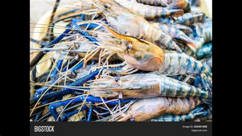 Techniques for Mastering the Art of Prawn Fishing