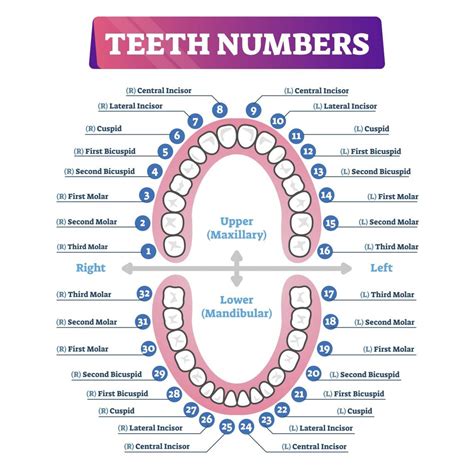 Teeth as a Symbol of Power and Control