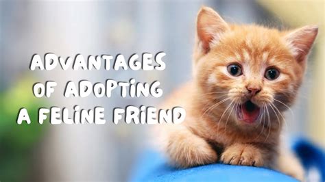 The Advantages of Having a Feline Companion