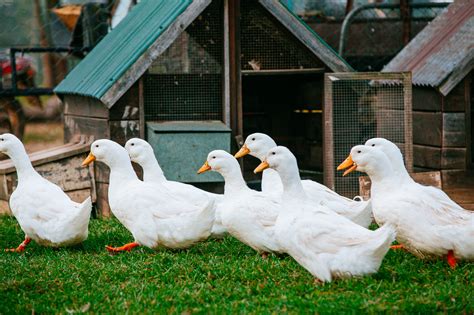 The Advantages of Having a Pet Duck