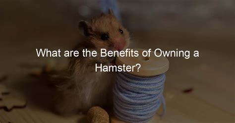 The Advantages of Owning a Hamster as a Pet