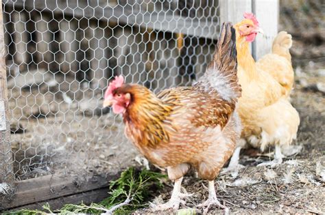 The Advantages of Raising Rustic Hens in Your Own Backyard