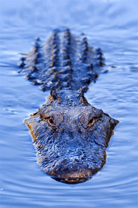 The Alligator as a Representation of Power and Fear