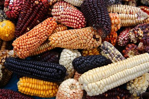 The Allure of Dark Maize: Exploring Its Origins and Cultural Significance