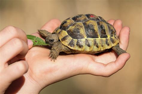 The Allure of Young Tortoises