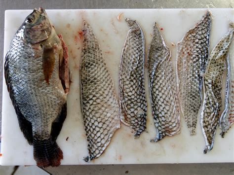 The Amazing Healing Properties of Fish Skin: An Unexpected Source of Medicinal Benefits