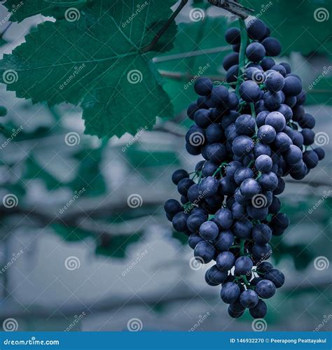 The Amazing Health Benefits of Indulging in Succulent Mature Grapes