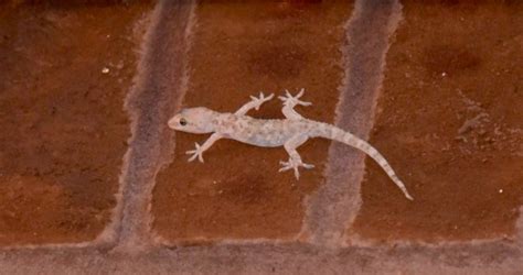 The Ancient Beliefs Surrounding House Geckos in Dreams