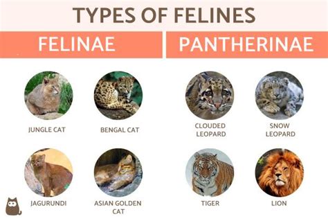 The Appeal of Ivory Felines: Uncovering their Distinctive Characteristics