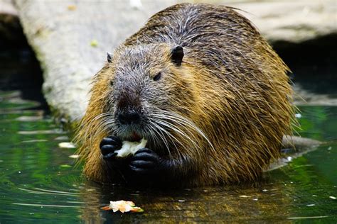 The Aquatic Way of Life for Beavers: A Deeper Understanding