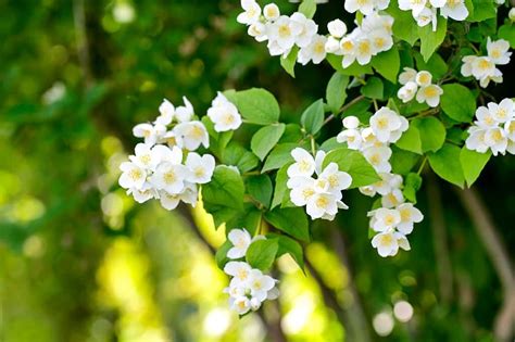 The Aromatic Enchantment: Adding the Scent of Jasmine Blossoms to Your Everyday