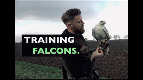 The Art and Science of Training Falcons: Secrets to Building a Strong Relationship