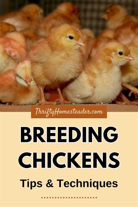 The Art of Chicken Breeding: Techniques and Strategies