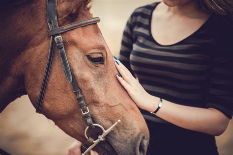 The Art of Equine Therapy: Finding Healing through the Graceful Strength and Connection of Horses