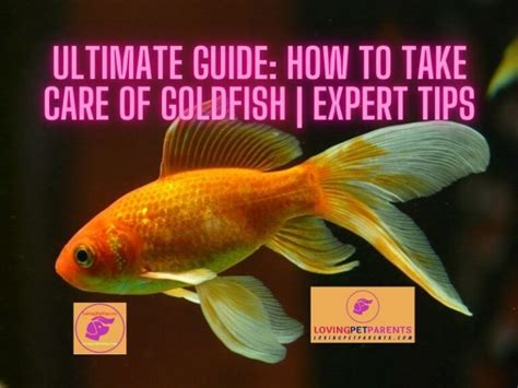 The Art of Nourishing your Goldfish: Expert Advice and Techniques