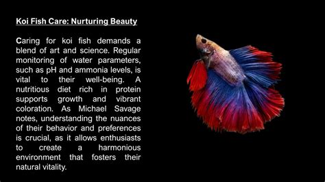 The Art of Nurturing: Insights into Caring for Enchanting Colossal Koi