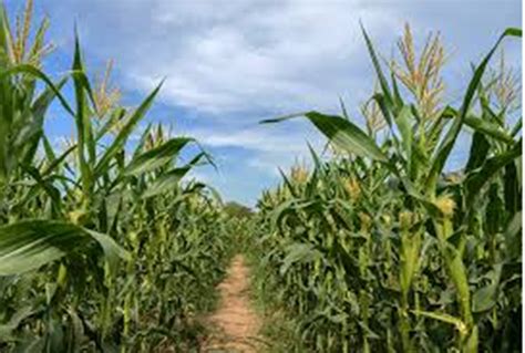 The Art of Preparing Golden Maize