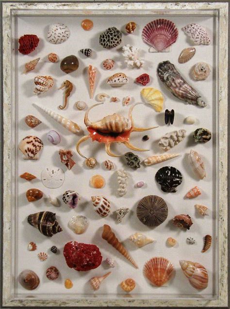 The Art of Seashell Collection: An Everlasting Pastime