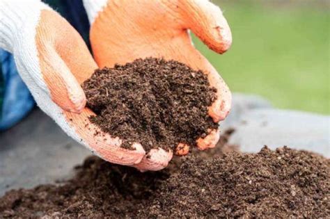 The Art of Soil Preparation: Setting the Foundation for a Thriving Garden