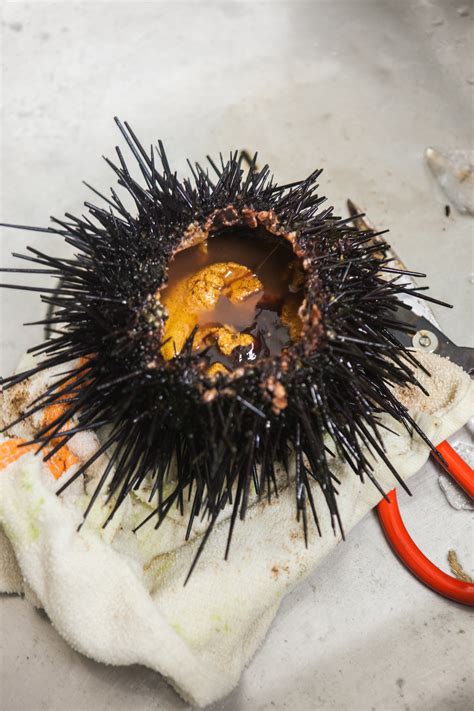 The Artistry of Preparing Sea Urchins