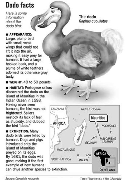 The Ascent and Decline of Dodos: An Intriguing Chronicle