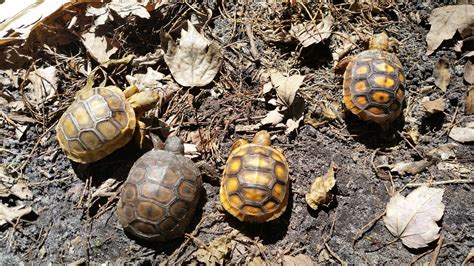 The Association between Dreams and Infant Tortoises