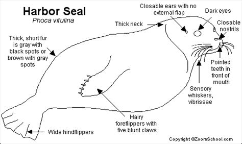 The Astonishing Anatomy of Aerial Seals: Their Extraordinary Adaptations for Taking Flight