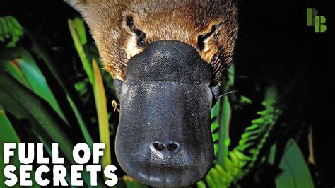 The Astonishing Appearance of the Enigmatic Platypus