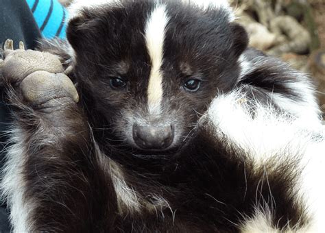 The Astonishing Gigantic Skunk Phenomenon: A Deeper Exploration of an Extraordinary Dream Creature