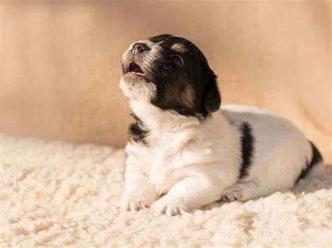 The Astonishing Phenomenon: Canines with Melodious Vocals