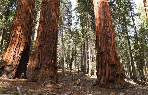 The Astonishing Sizes of Tremendous Plant Species