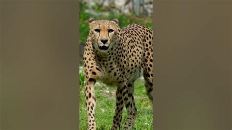 The Astonishing Speed of Cheetahs: The Swiftest Terrestrial Creatures