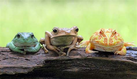 The Astonishing Variety of Frog Species