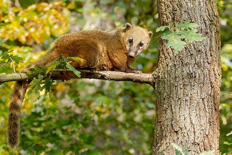 The Astonishing Wildlife of Exotic Rainforests