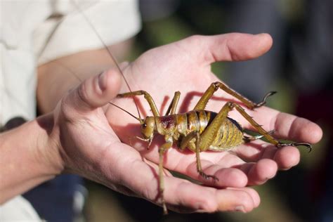 The Astonishment of Gigantism in the Insect Realm