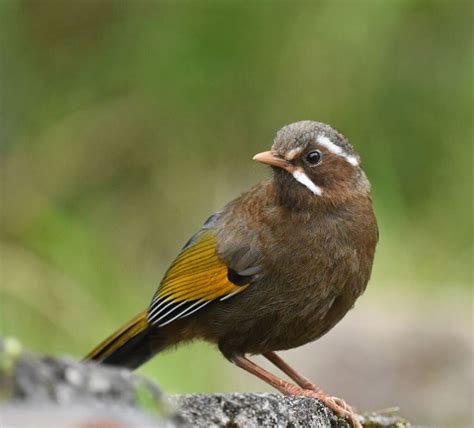 The Avian Messenger: Decoding the Symbolism Behind the Enigmatic Black Bird