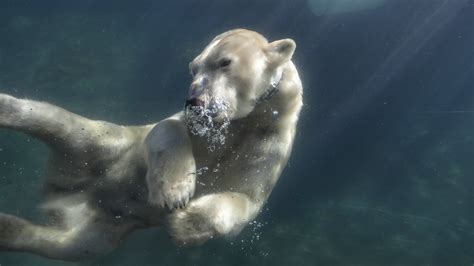 The Bear Underwater: Conveying Emotions and Embracing Intuition