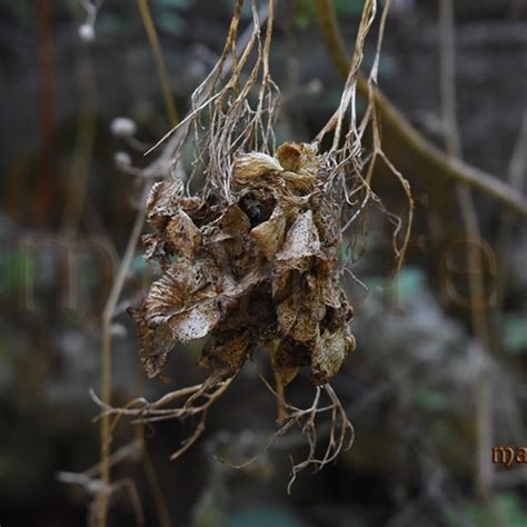 The Beauty of Decay: Exploring the Aesthetics of Withered Leaves