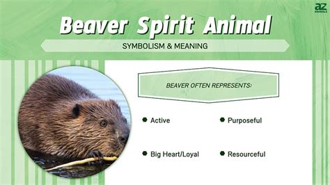 The Beaver as a Spirit Animal: Unveiling its Symbolic Meaning