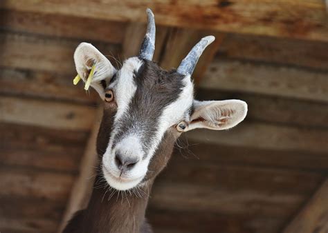 The Benefits of Goat Therapy: Healing through Interaction with Gentle and Playful Creatures