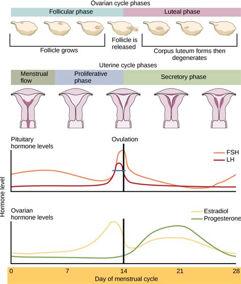 The Biological Path: Understanding Fertility and Reproductive Health