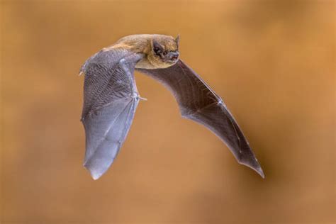 The Bird Bat Dream: A Symbol of Transformation