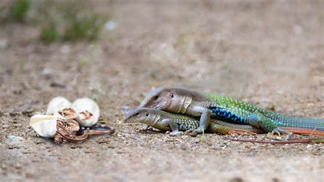 The Birth of New Beginnings: How Lizard Eggs in Dreams Indicate Transformation