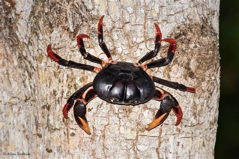 The Black Crab in Various Cultures: A Symbol of Metamorphosis